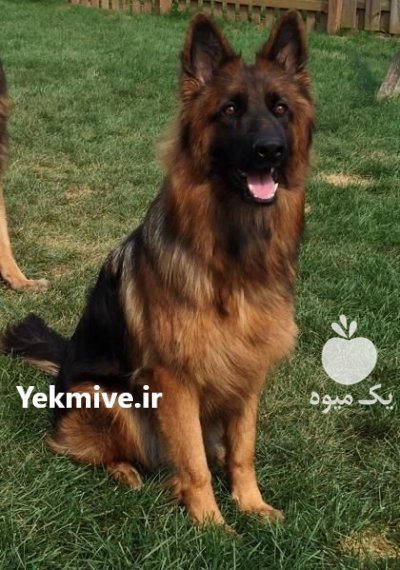 سگ ژرمن شپرد در تیپهای متنوع در کرج در گروه سگ و گربه در یکمیوه -عکس1