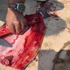 فروش ماهی سالمون صادراتی در گروه خرید و فروش انواع ماهی در یکمیوه