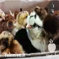 قیمت خرید جوجه گلپایگان در لاهیجان در گروه مرغ و خروس و بوقلمون و اردک قو قاز در یکمیوه