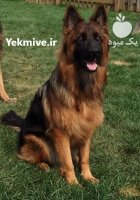 سگ ژرمن شپرد در تیپهای متنوع در کرج در گروه سگ و گربه در یکمیوه