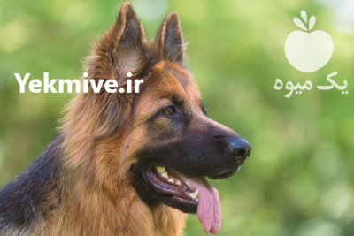 خرید سگ ژرمن شپرد نگهبان بالغ در تهران در گروه سگ و گربه در یکمیوه -عکس2
