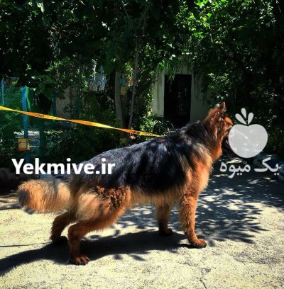 خرید سگ ژرمن شپرد نگهبان بالغ در تهران در گروه سگ و گربه در یکمیوه -عکس3