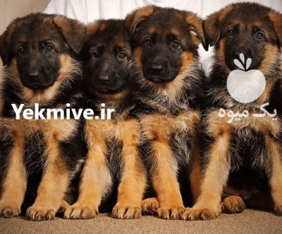 فروش توله ژرمن شپرد دوماهه بسیار در سیف آباد در گروه سگ و گربه در یکمیوه -عکس1