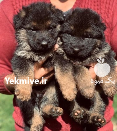فروش توله ژرمن شپرد دوماهه بسیار در سیف آباد در گروه سگ و گربه در یکمیوه -عکس2