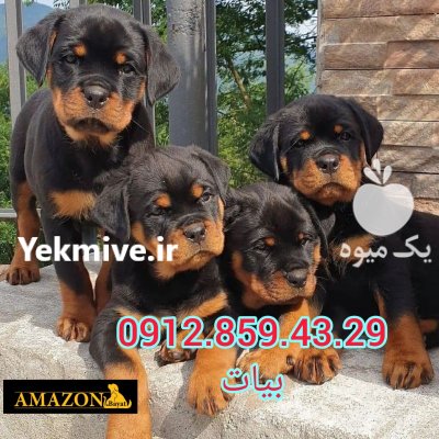 فروش توله روتوایر اروپایی و امریکایی در کمال شهر در گروه سگ و گربه در یکمیوه -عکس1