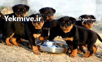 فروش توله روتوایر اروپایی و امریکایی در کمال شهر در گروه سگ و گربه در یکمیوه -عکس2