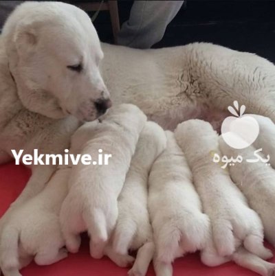 سگ الابای روسی بالغ توله نر در سیف آباد در گروه سگ و گربه در یکمیوه -عکس1