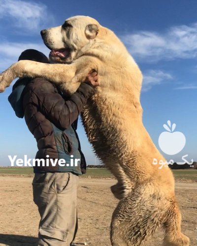 سگ الابای روسی بالغ توله نر در سیف آباد در گروه سگ و گربه در یکمیوه -عکس4