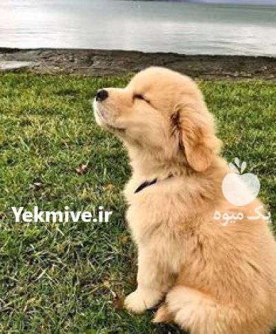 فروش سگ گلدن بالغ سگ مهربان در گروه سگ و گربه در یکمیوه -عکس1