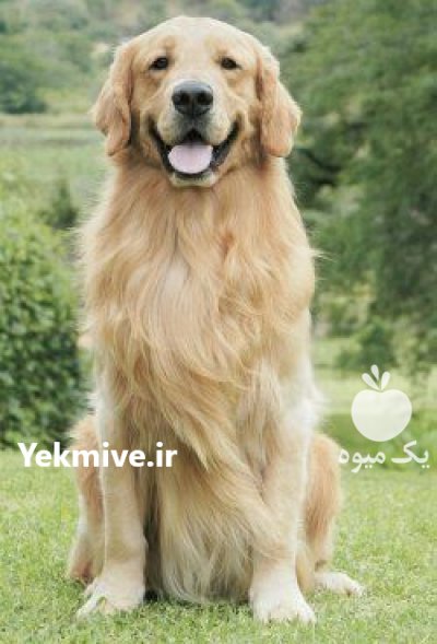 فروش سگ گلدن بالغ سگ مهربان در گروه سگ و گربه در یکمیوه -عکس2