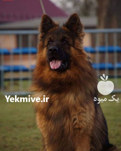 فروش سگ ژرمن شپرد بالغ نر در طالقان  در گروه سگ و گربه در یکمیوه -عکس2