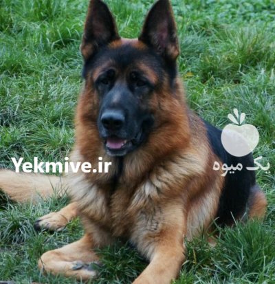 فروش سگ ژرمن شپرد بالغ نر در طالقان  در گروه سگ و گربه در یکمیوه -عکس3
