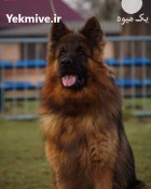 خرید سگ ژرمن شپرد نگهبان بالغ در تهران در گروه سگ و گربه در یکمیوه