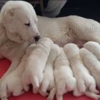 سگ الابای روسی بالغ توله نر در سیف آباد در گروه سگ و گربه در یکمیوه