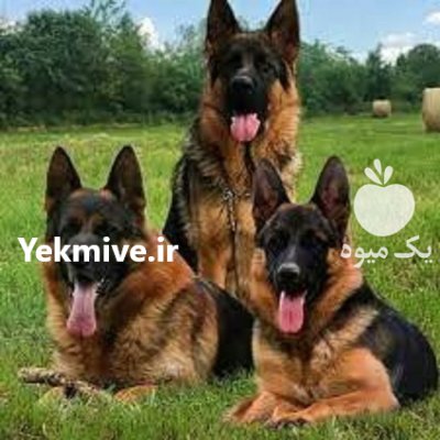 فروش سگ ژرمن شپرد نوله روزه در پاکدشت در گروه سگ و گربه در یکمیوه -عکس2