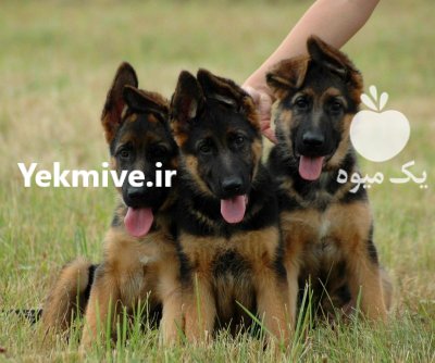 فروش سگ ژرمن شپرد نوله روزه در پاکدشت در گروه سگ و گربه در یکمیوه -عکس3