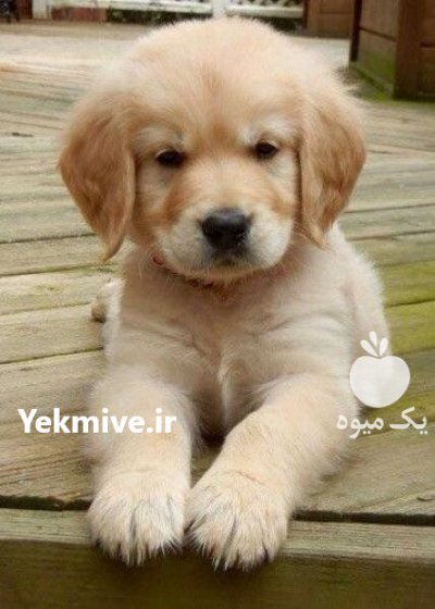 فروش توله سگ گلدن روتریور سفید در کرج در گروه سگ و گربه در یکمیوه -عکس1