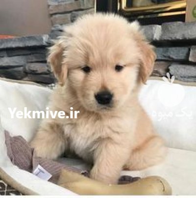 فروش توله سگ گلدن روتریور سفید در کرج در گروه سگ و گربه در یکمیوه -عکس2