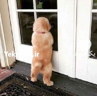 فروش توله سگ گلدن روتریور سفید در کرج در گروه سگ و گربه در یکمیوه -عکس3