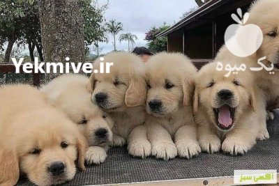 فروش توله سگ گلدن روتریور سفید در کرج در گروه سگ و گربه در یکمیوه -عکس4