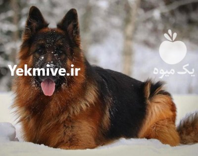 فروش سگ ژرمن شپرد یک نگهبان در طالقان  در گروه سگ و گربه در یکمیوه -عکس1