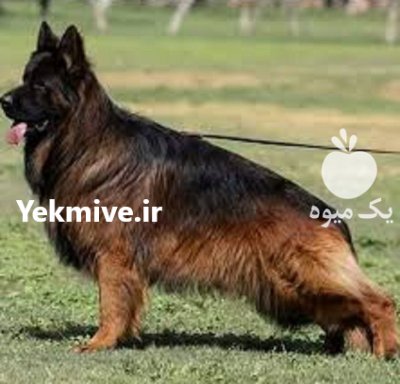 فروش سگ ژرمن شپرد یک نگهبان در طالقان  در گروه سگ و گربه در یکمیوه -عکس4