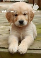 فروش توله سگ گلدن روتریور سفید در کرج در گروه سگ و گربه در یکمیوه