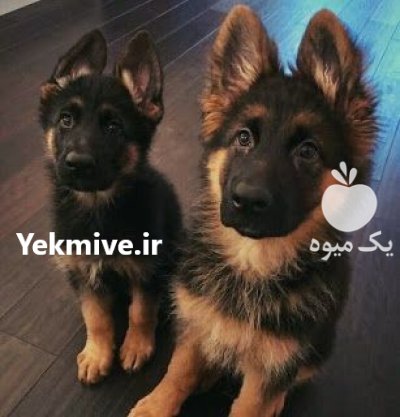 سگ ژرمن شپرد یک نگهبان تمام در پاکدشت در گروه سگ و گربه در یکمیوه -عکس2