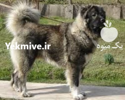فروش انواع سگهای نگهبان در باشگاه در گروه سگ و گربه در یکمیوه -عکس4