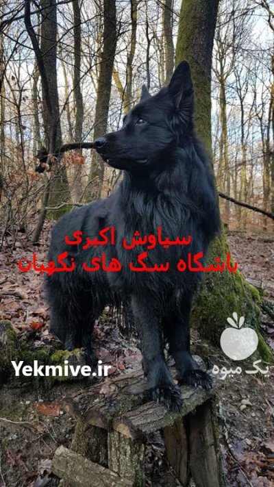 سگ ژرمن بلک 2024 قیمت توله در کرج در گروه سگ و گربه در یکمیوه -عکس1