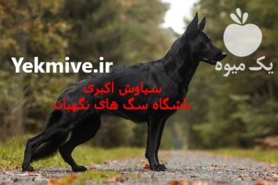 سگ ژرمن بلک 2024 قیمت توله در کرج در گروه سگ و گربه در یکمیوه -عکس2