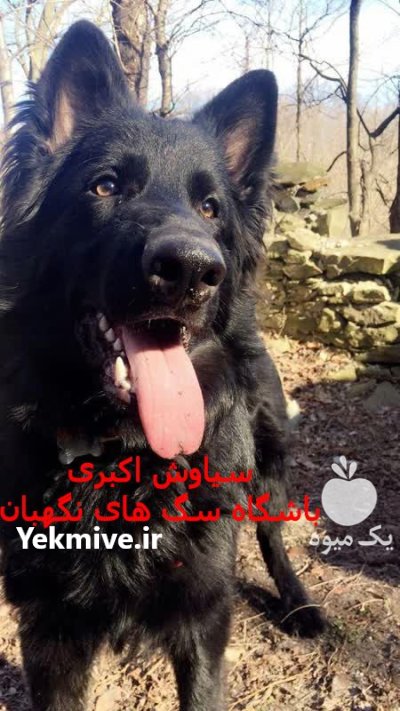 سگ ژرمن بلک 2024 قیمت توله در کرج در گروه سگ و گربه در یکمیوه -عکس3