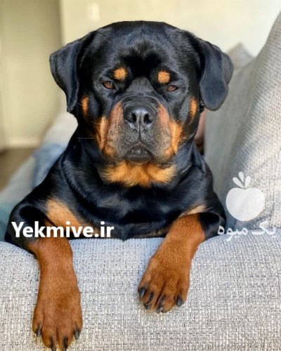 فروش سگ روتوایلر توله بالغ در گروه سگ و گربه در یکمیوه -عکس2