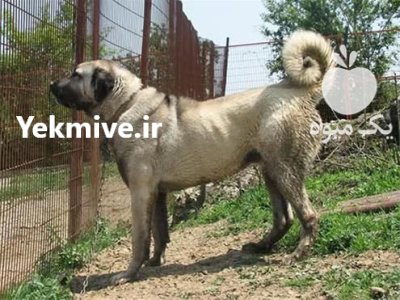 فروش سگ سرابی سگ اصیل ایرانی در گروه سگ و گربه در یکمیوه -عکس1