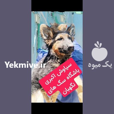 سگ توله ژرمن تا روزه جفت در گروه سگ و گربه در یکمیوه -عکس1