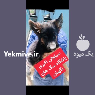 سگ توله ژرمن تا روزه جفت در گروه سگ و گربه در یکمیوه -عکس2