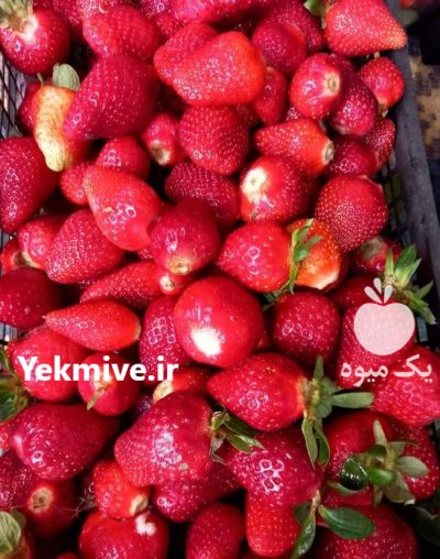 توت فرنگی کردستان در سقز در گروه خرید و فروش توت فرنگی در یکمیوه -عکس1
