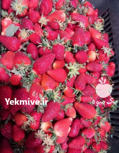 توت فرنگی کردستان در سقز در گروه خرید و فروش توت فرنگی در یکمیوه -عکس2
