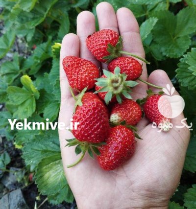 توت فرنگی کردستان در سقز در گروه خرید و فروش توت فرنگی در یکمیوه -عکس3