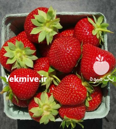 توت فرنگی کردستان در سقز در گروه خرید و فروش توت فرنگی در یکمیوه -عکس4