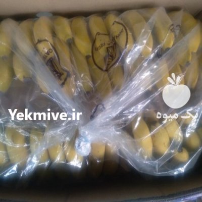 موز اکوادور موز اکوادور در بازرگان در گروه خرید و فروش موز در یکمیوه -عکس3