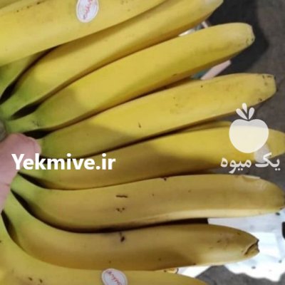 موز اکوادور موز اکوادور در بازرگان در گروه خرید و فروش موز در یکمیوه -عکس4