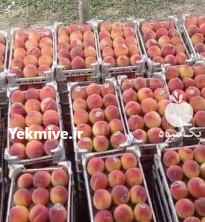 هلو زعفرانی ارومیه در آذربایجان غربی در گروه خرید و فروش هلو در یکمیوه -عکس1