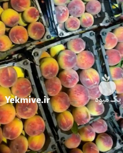 هلو زعفرانی ارومیه در آذربایجان غربی در گروه خرید و فروش هلو در یکمیوه -عکس2