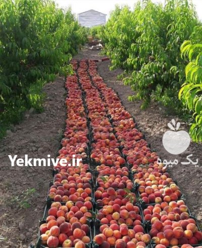 هلو زعفرانی ارومیه در آذربایجان غربی در گروه خرید و فروش هلو در یکمیوه -عکس3