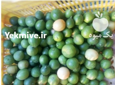 تامین محصولات کشاورزی و مرکبات در دهبارز در گروه خرید و فروش محصولات باغبانی در یکمیوه -عکس1