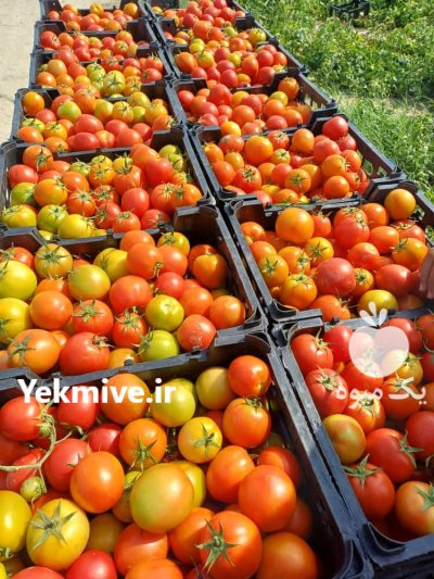 تامین محصولات کشاورزی و مرکبات در دهبارز در گروه خرید و فروش محصولات باغبانی در یکمیوه -عکس3