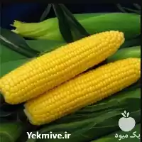 قیمت خرید بذر ذرت شیرین درایور در اهواز در گروه خرید و فروش بذر ذرت در یکمیوه