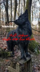 سگ ژرمن بلک 2024 قیمت توله در کرج در گروه سگ و گربه در یکمیوه