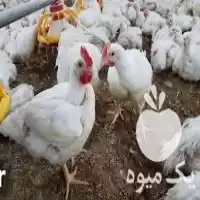 فروش کود مرغ گوشتی در گروه خرید و فروش کود مرغی در یکمیوه